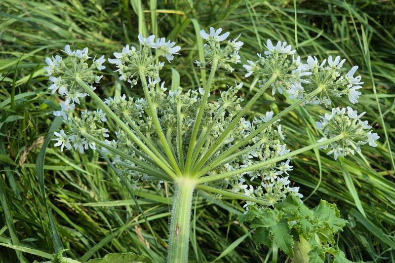 Giant hogweed plant. 