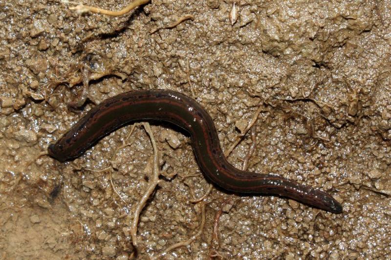 Leech on the ground.