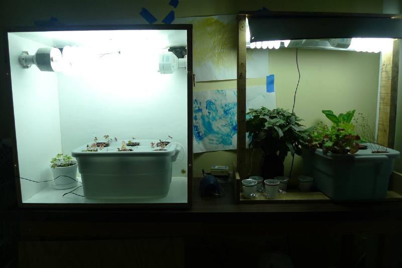 Indoor hydroponics garden.