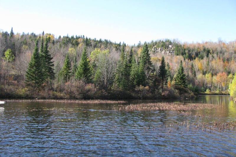 Forest in North Quebec.
