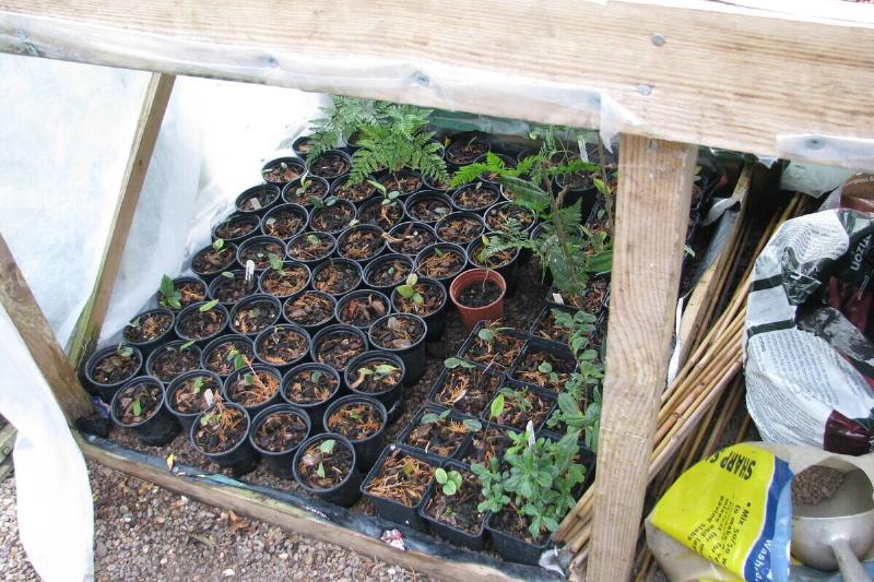 Lapageria seedlings with poor top growth. 