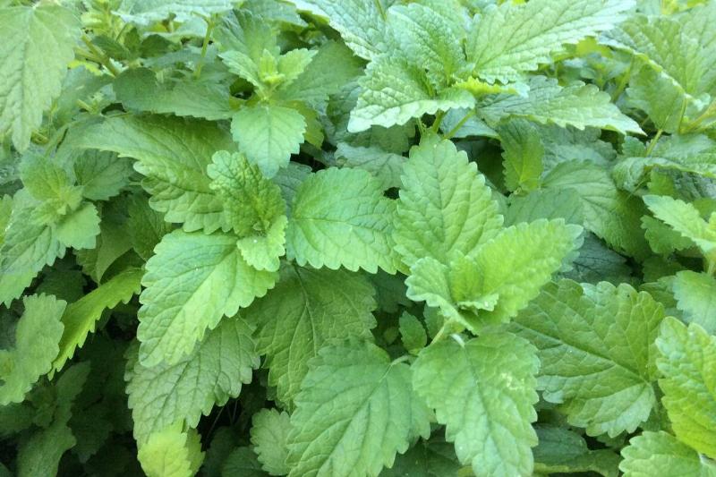 Lemon balm plants.