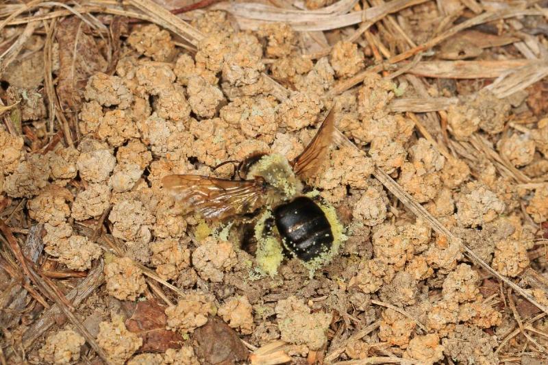 Mining beee entering burrow. 