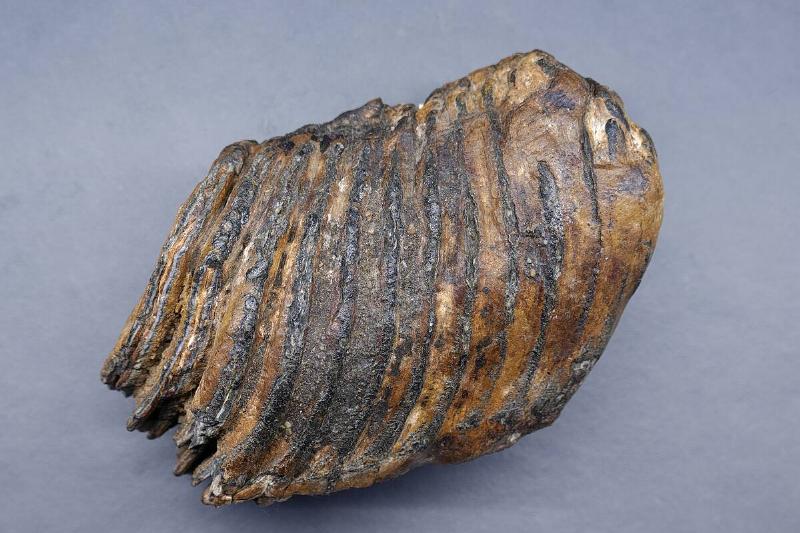 Mammoth molar found at Doggerland. 