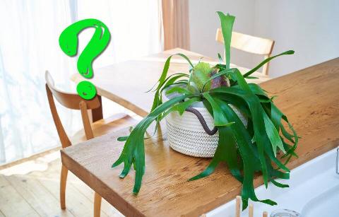 Dead plant with question mark.