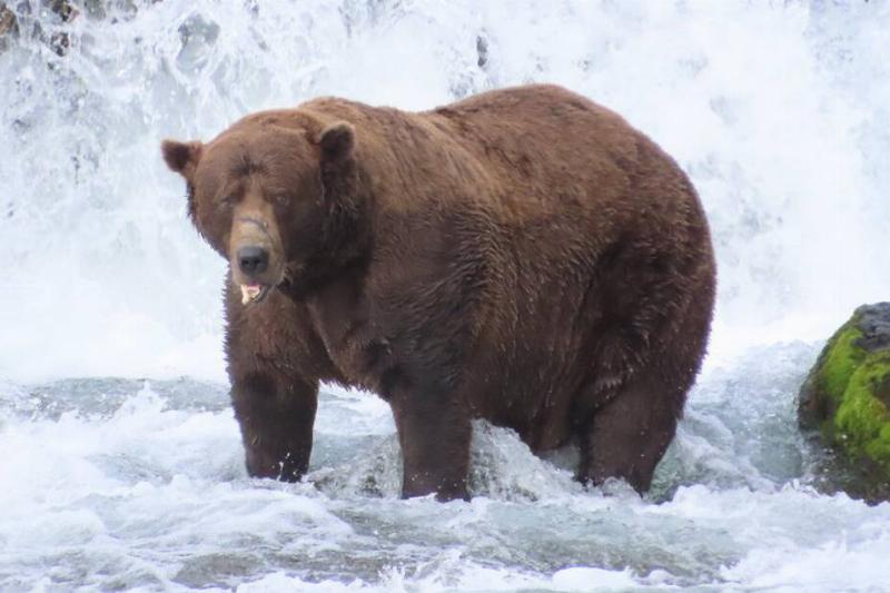 Chunk, winner of Fat Bear Week.