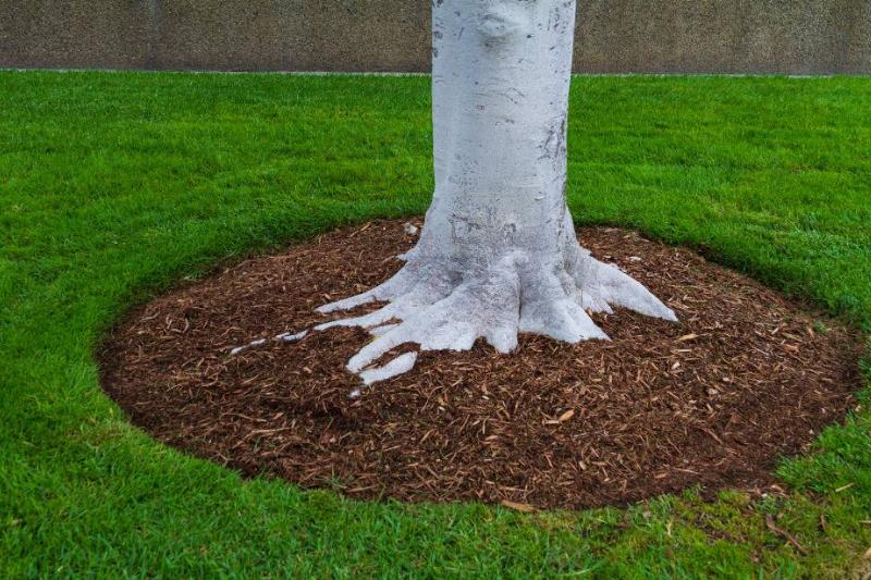 Mulch around tree.