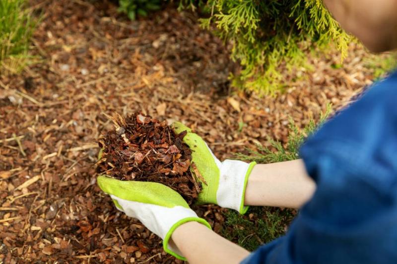 Hands putting leaves in garden beds.