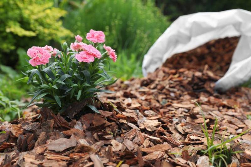 Wood chips around perennials.