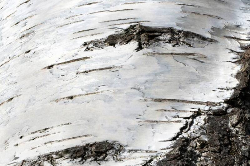 Bark of birch tree.