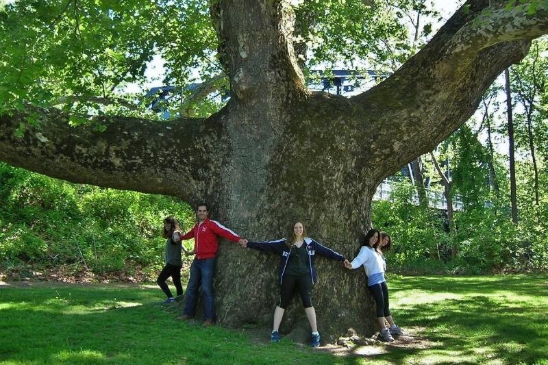Group of people holding hands around trunk of sycamore tree. 