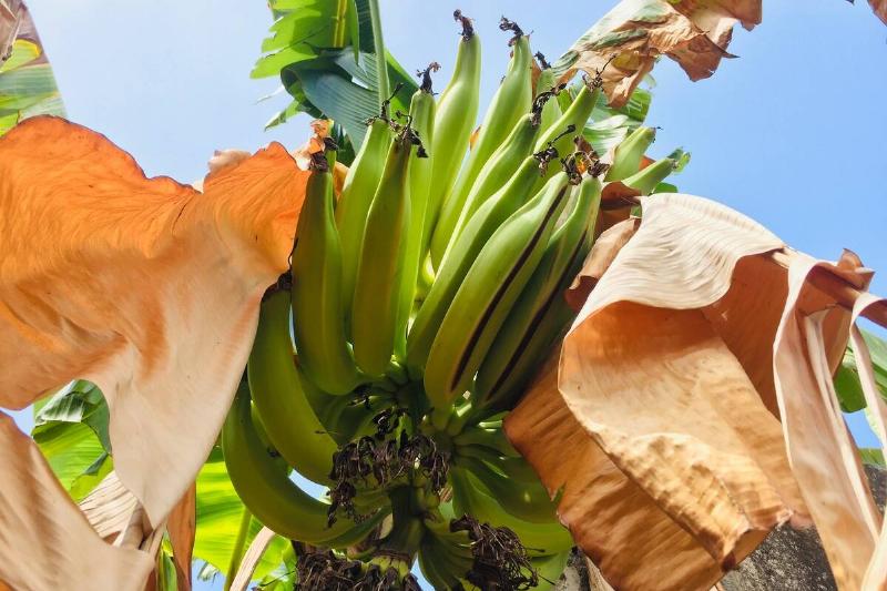 Plantain growing on a tree.