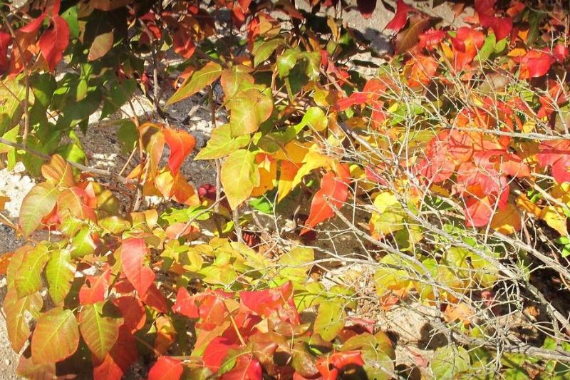 Poison ivy in fall colors. 