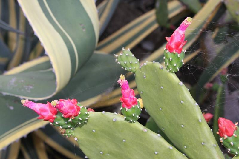 Prickly Pear cactus.