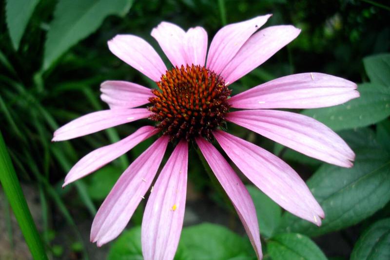 Purple coneflower in bloom.
