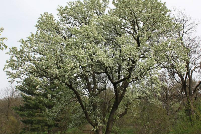 Bradford pear tree. 