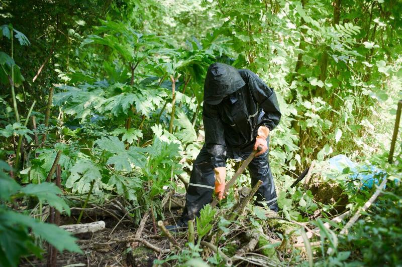 Man wearing full protection to remove giant hogweed. 