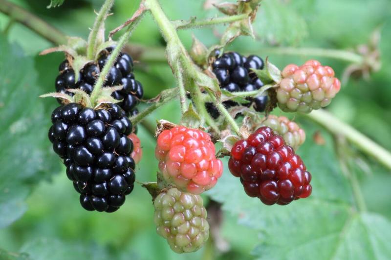 Ripening blackberries. 