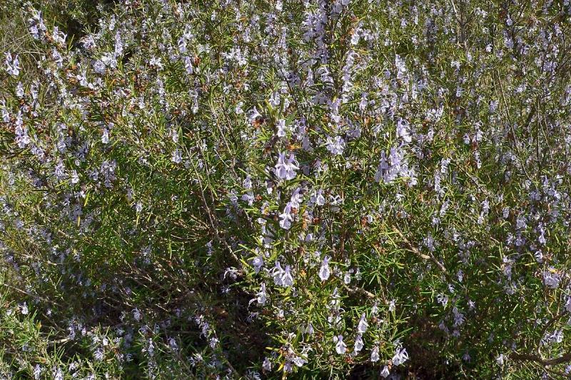 Rosemary Bush.