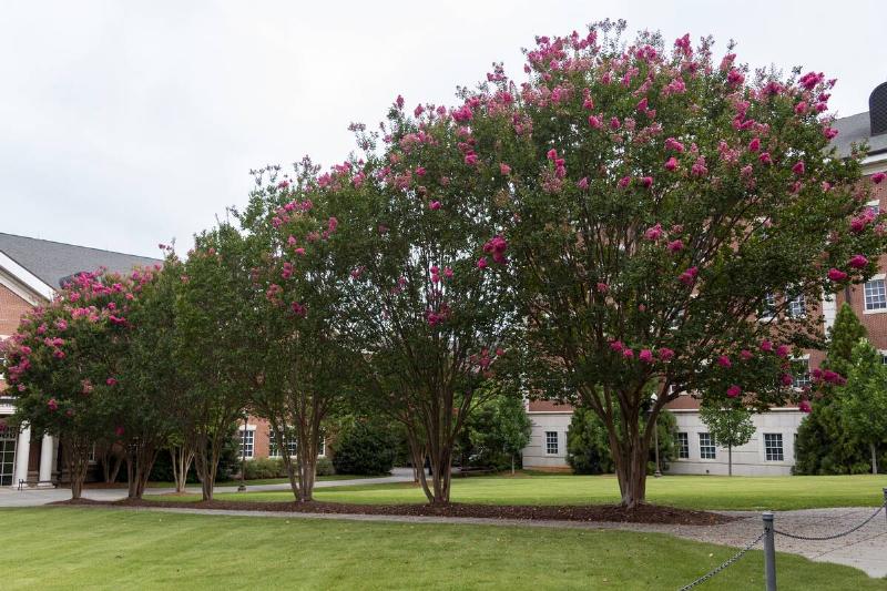 Row of crape myrtle trees in front of a house.