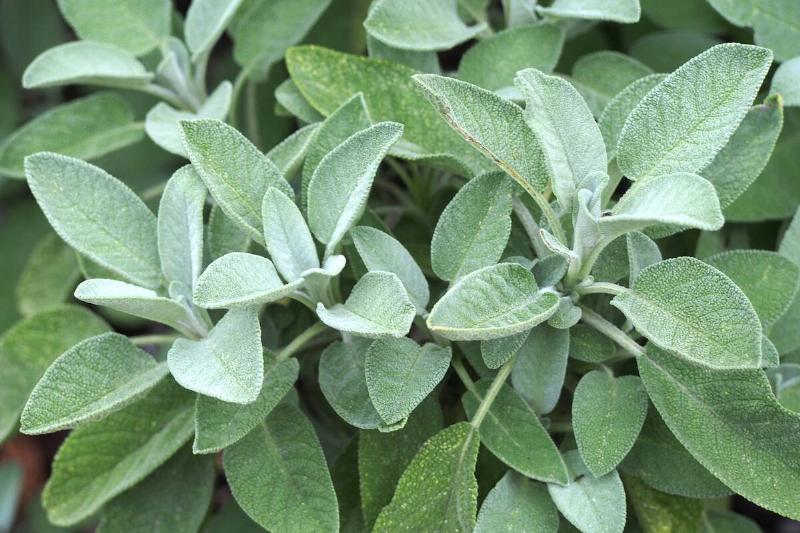 Common sage plant. 