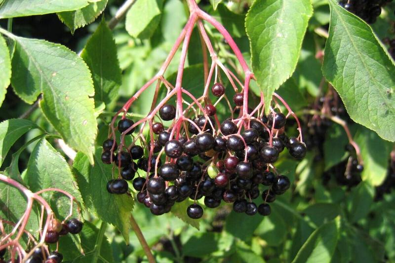 Elderberries on bush. 