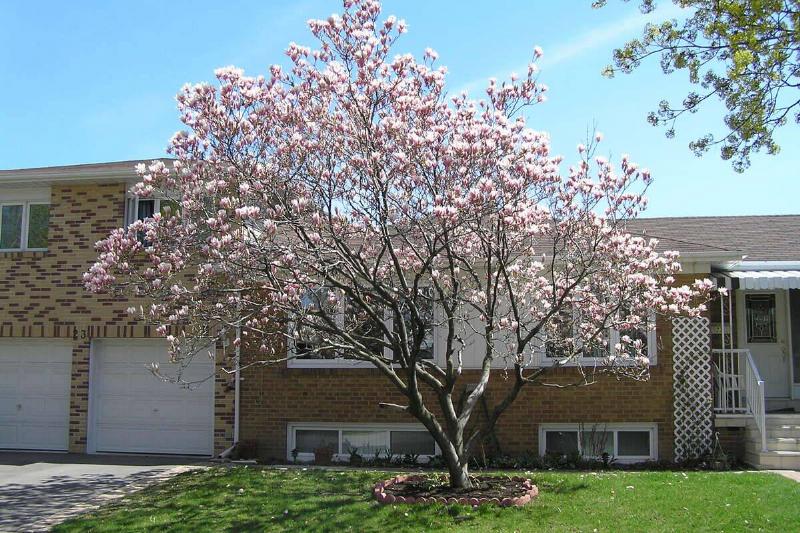 Magnolia tree in front yard. 