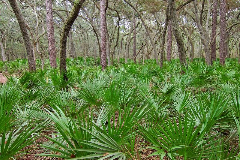 Saw Palmetto growing in a forest.
