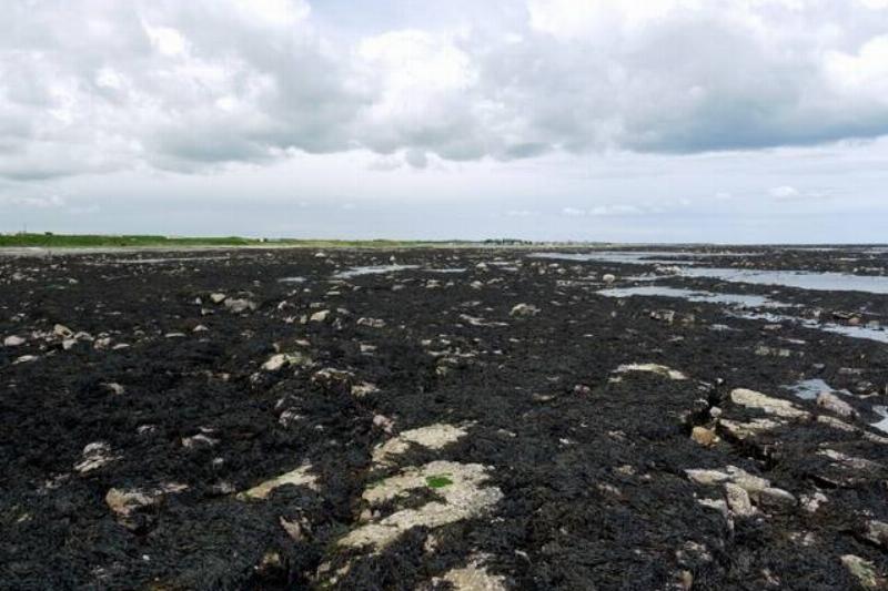 Seaweed on the rocks of Broadroom End.