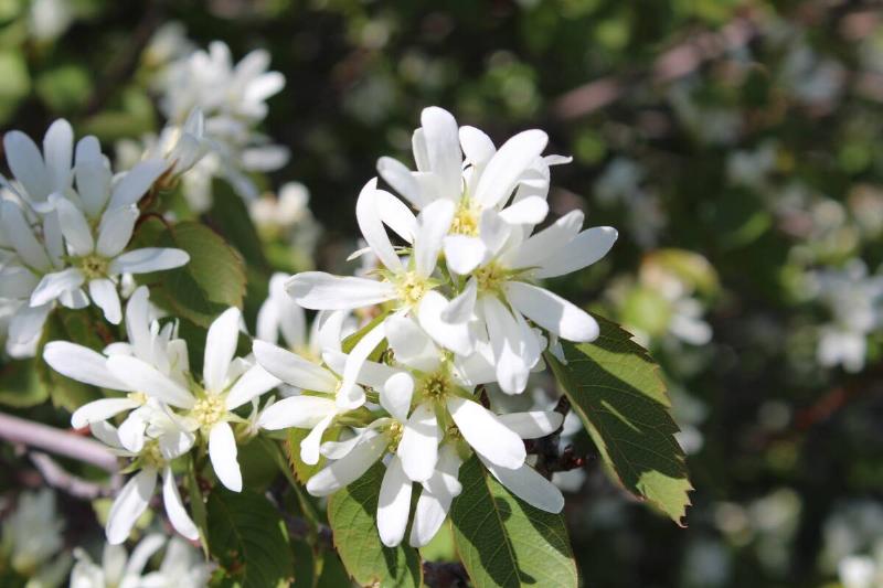 Serviceberry plant in bloom.