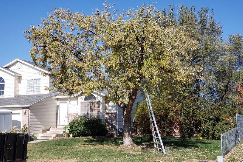 Silver maple tree being pruned with ladder against it. 