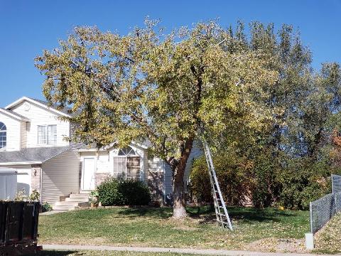 Silver maple tree being pruned with ladder against it. 