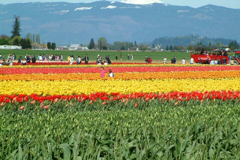 Skagit Valley Tulip Festival 2006.
