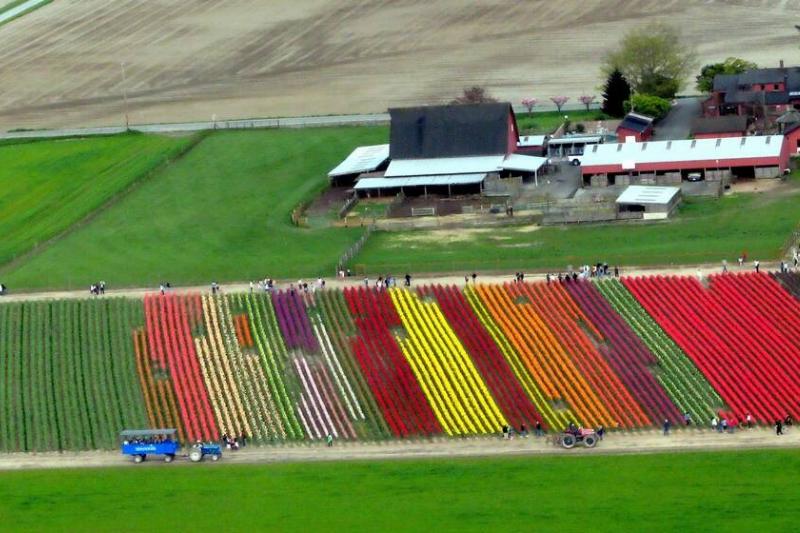 Skagit Valley Tulip Festival 2009.