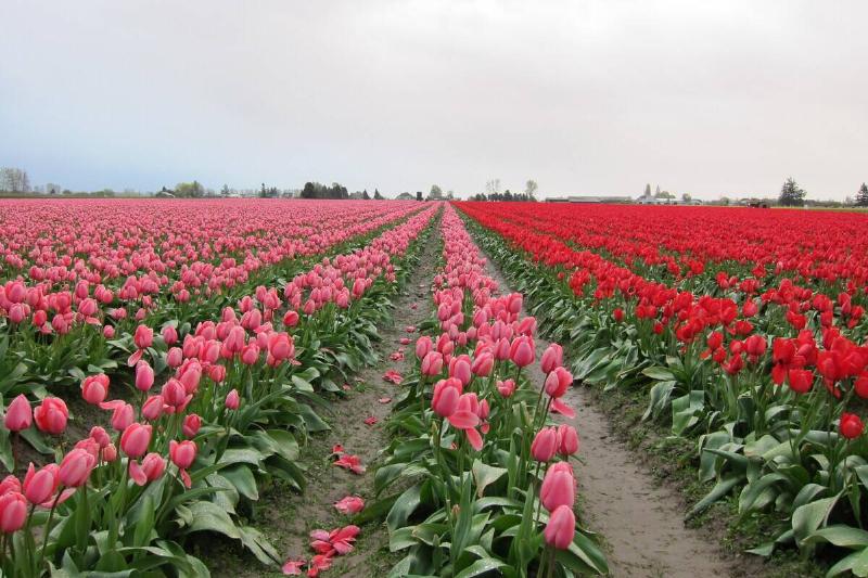 Skagit Valley Tulip Festival 2010.