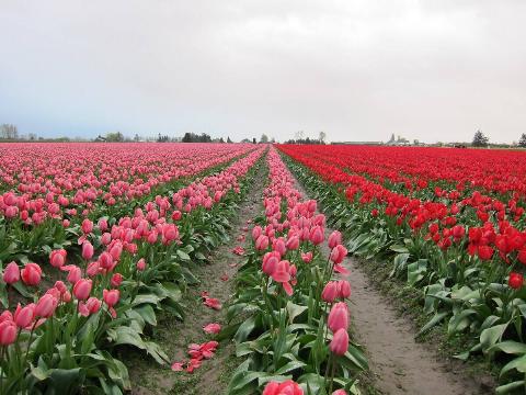 Skagit Valley Tulip Festival 2010.