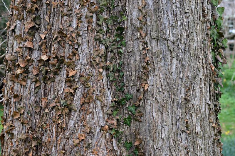 Bark of slippery elm tree.