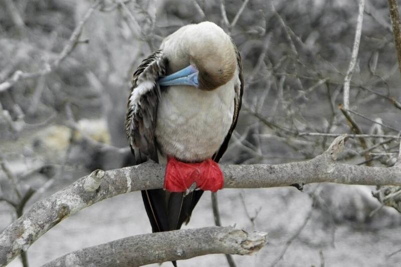 Red-footed Booby (Sula sula) preening.