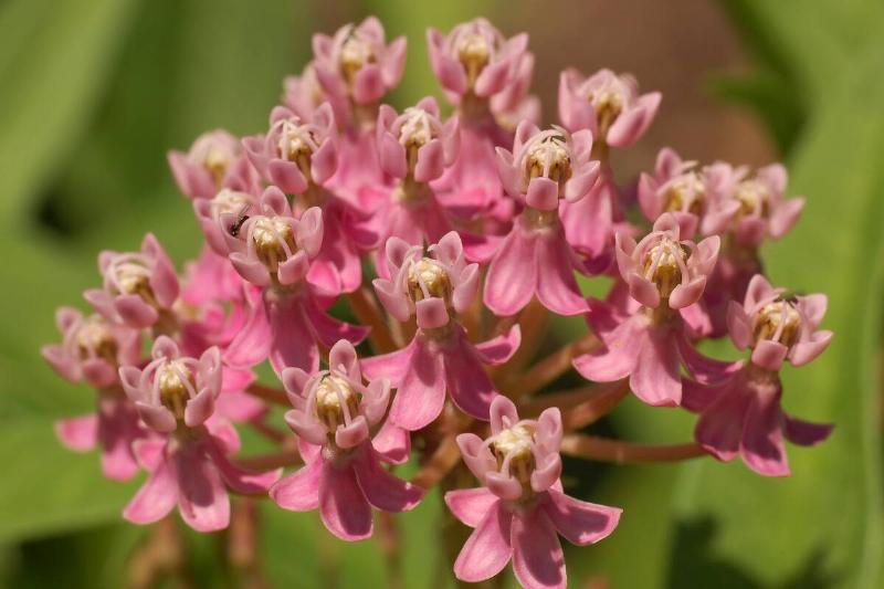 Swamp milkweed plant.