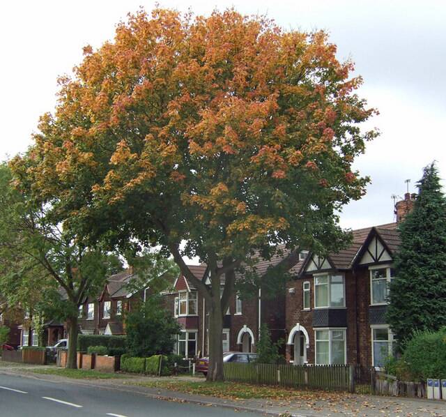 Sycamore tree in front of a house. 