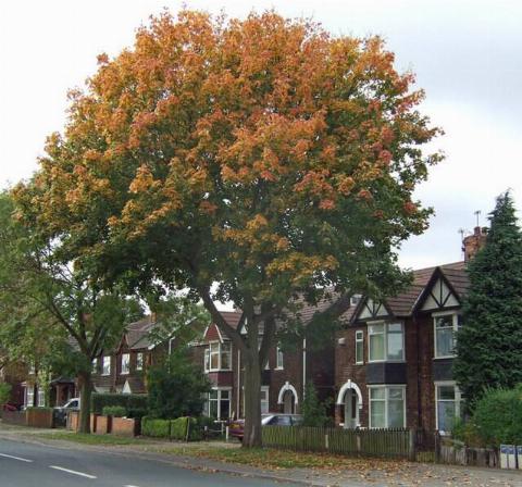 Sycamore tree in front of a house. 