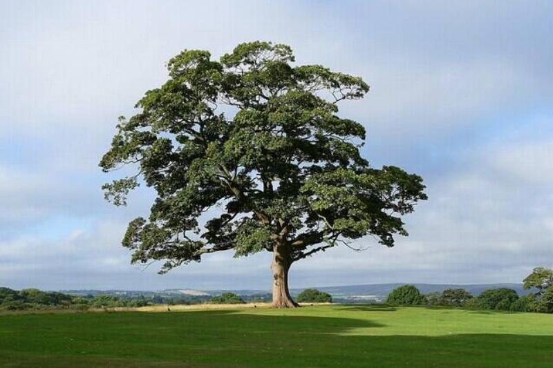 Sycamore tree in Graves park. 