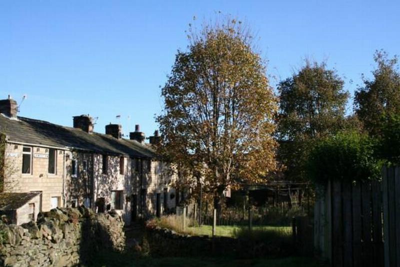 Sycamore tree in backyards. 