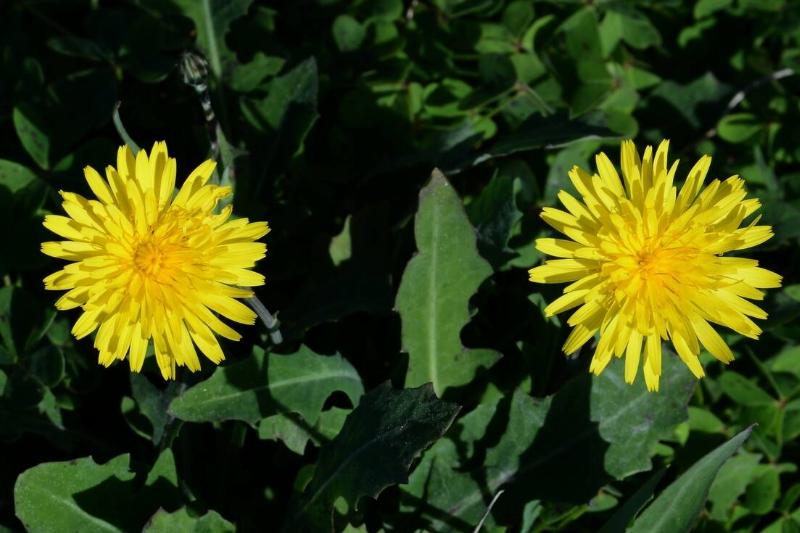 Dandelions.