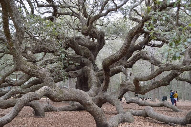 The Angel Oak. 