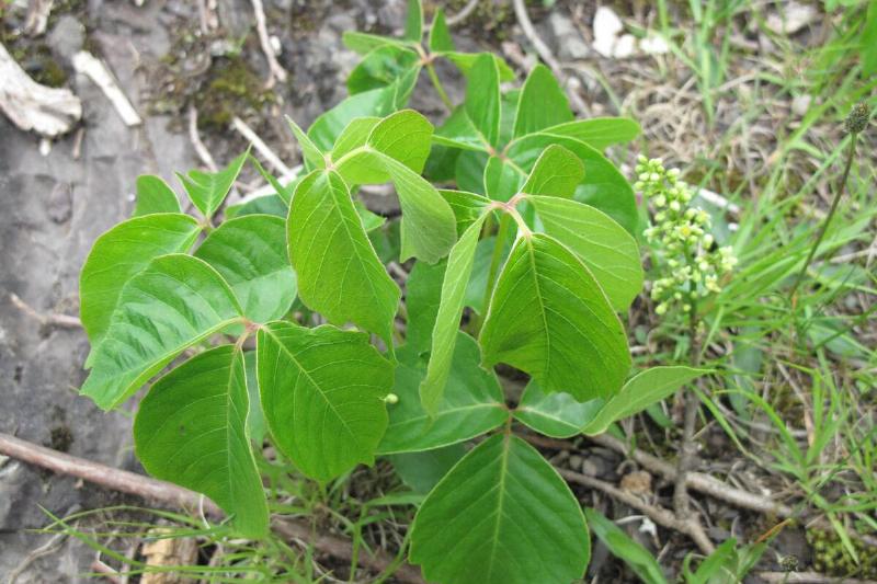 Poison ivy plant. 