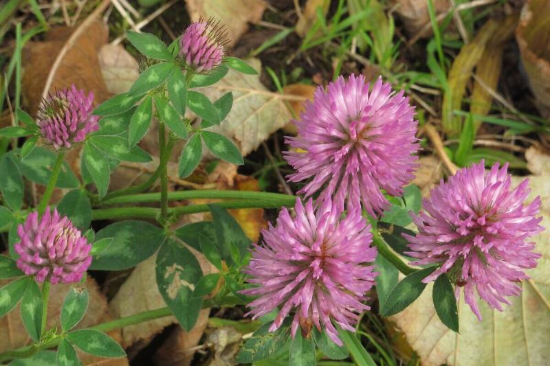 Red clover plant.