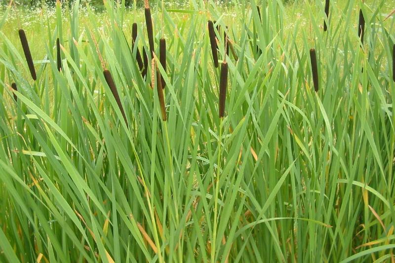 Cattails. 