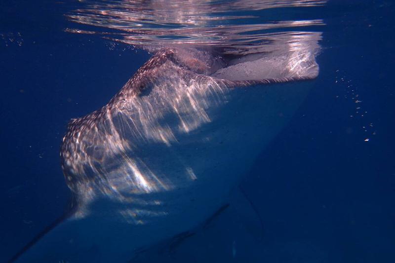 Juvenile whale shark eating baby shrimp.