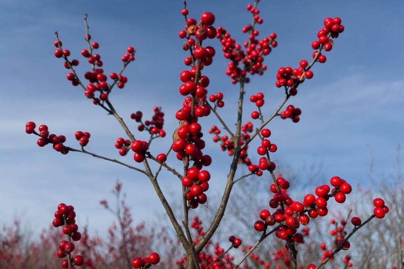 Winterberry holly plant.